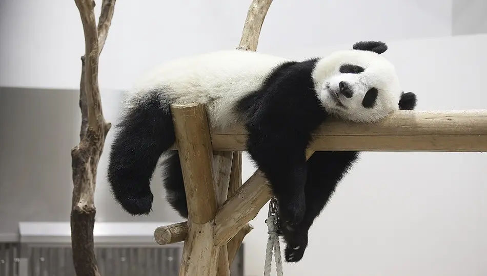 動物動画は、4人に1人が「毎回、最後まで視聴」