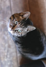 可愛らしい愛猫